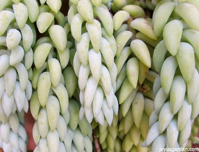 closeup of burros tail succulent trails