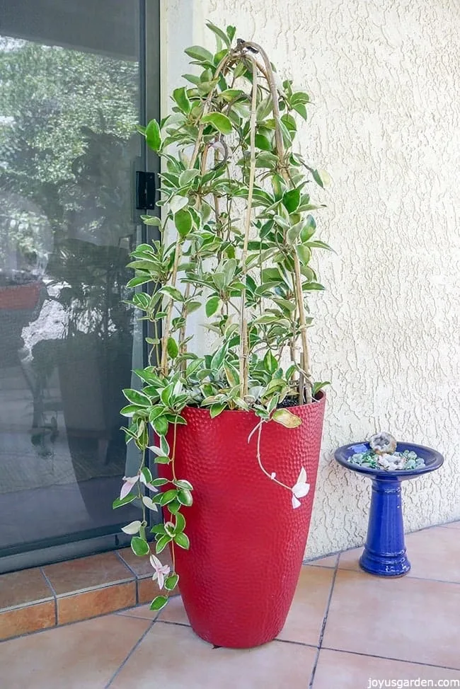 A beautiful Hoya plant