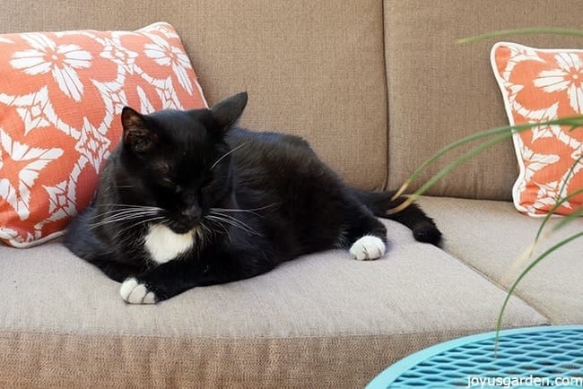 Oscar, a 17 year old cat with black fur and white paws