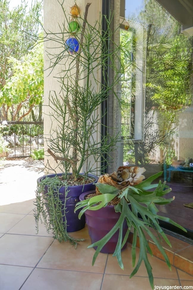 Pencil cactus and staghorn fern