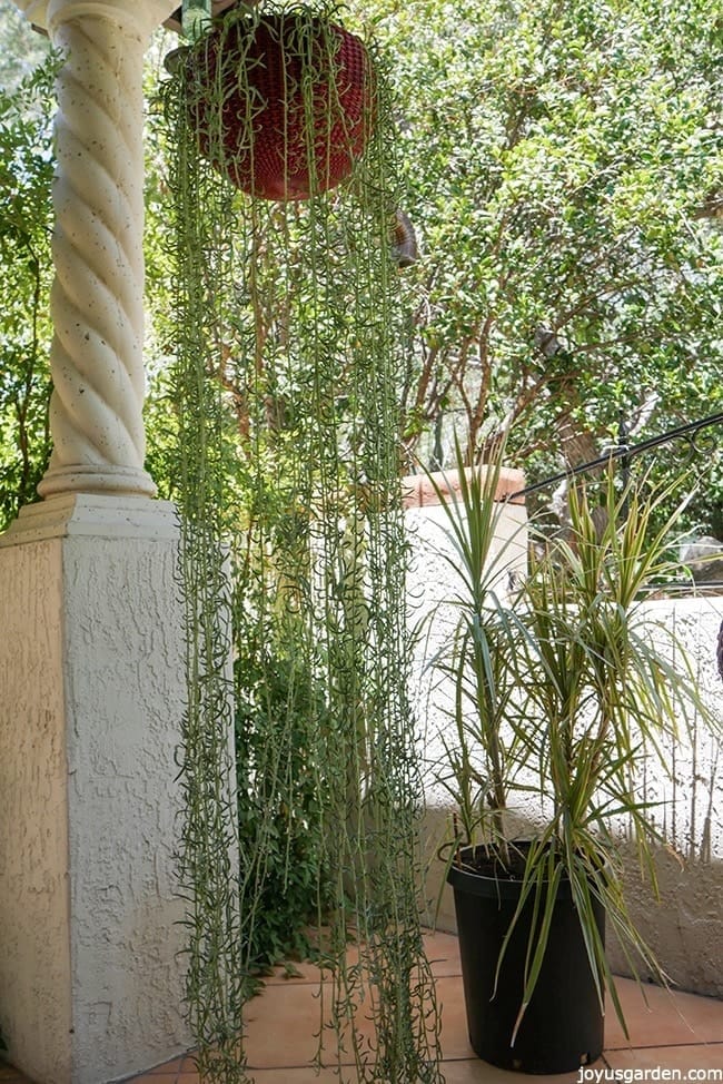 Grey fish hook senecio hanging from a red hanging pot 