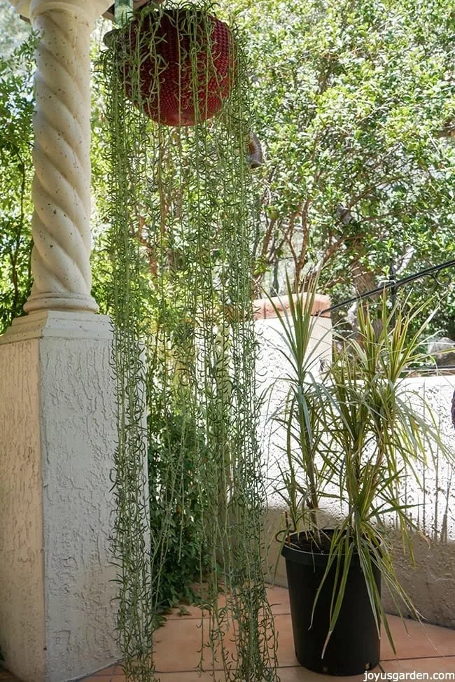Grey fish hook senecio hanging from a red hanging pot