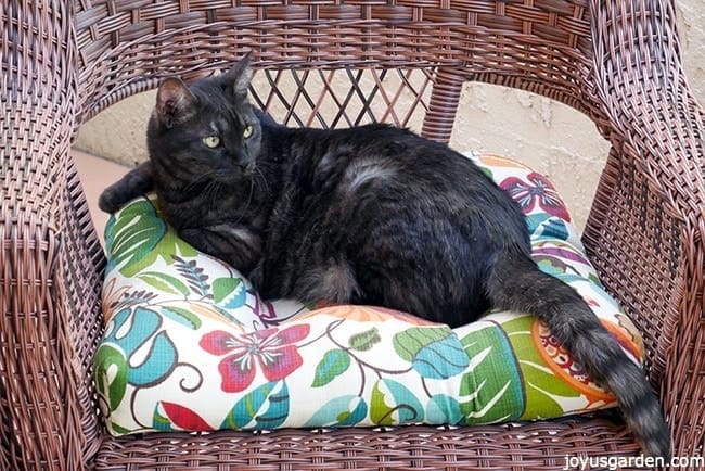 Riley, a grey colored cat with big yellow eyes