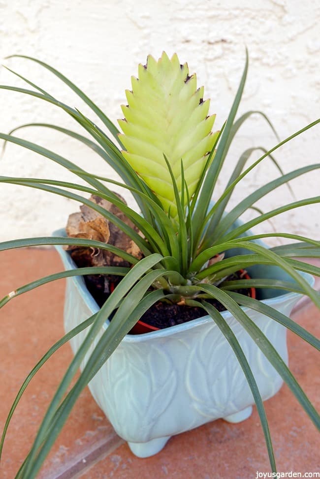 The flower head of a Pink Quill Plant in a light blue pot has turned from pink to green