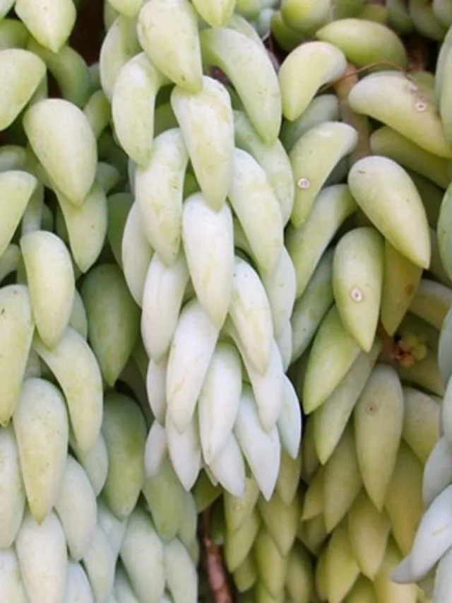 How To Grow A Burro’s Tail Succulent Outdoors