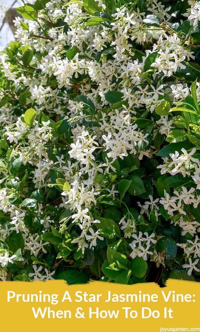 Pruning A Star Jasmine Vine: When & How To Do It