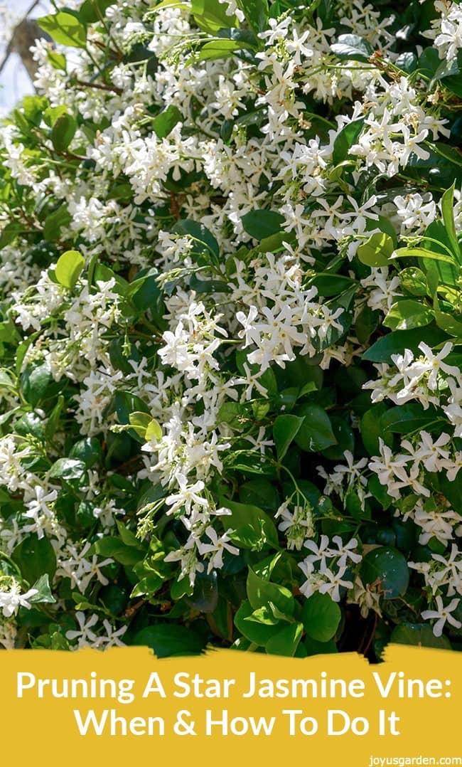 Close up of a star jasmine plant covered in flowers the text reads Pruning A Star Jasmine Vine: When & How To Do It.