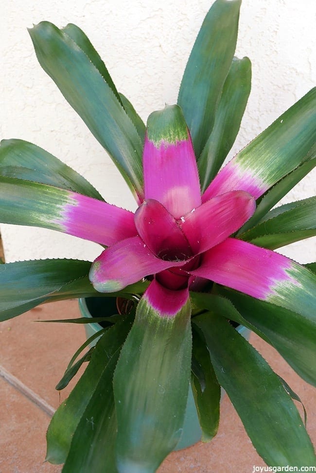 close up of a neoregelia bromeliad with a bright bright center