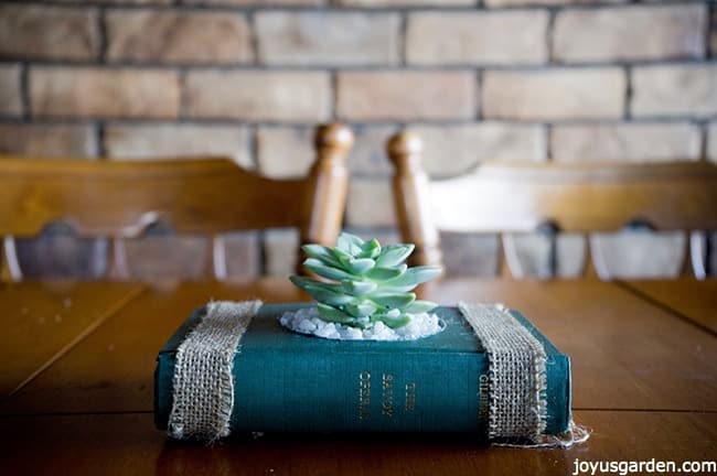 old book that has been transformed into a succulent planter, the book is on top of a kitchen table as the centerpiece