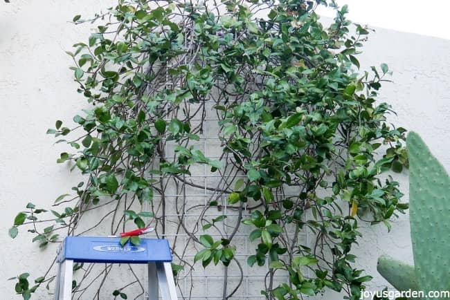 The left side of a star jasmine vine has not been pruned the right side has there's a pair of pruners on a ladder in the foreground.