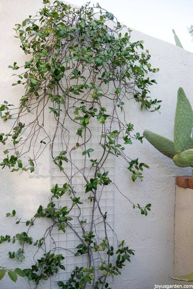 A star jasmine vine after being pruned this plant is very thin with little growth in the middle.