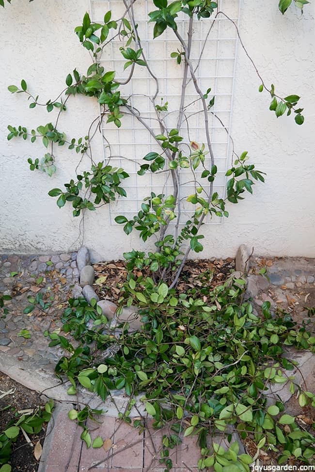 the base of a star jasmine vine with very little foliage you can see all the trimmings on the ground