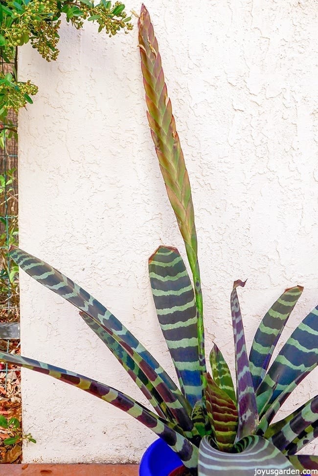 the flower stalk of a vriesea bromeliad has lost it's orange color & is dying out