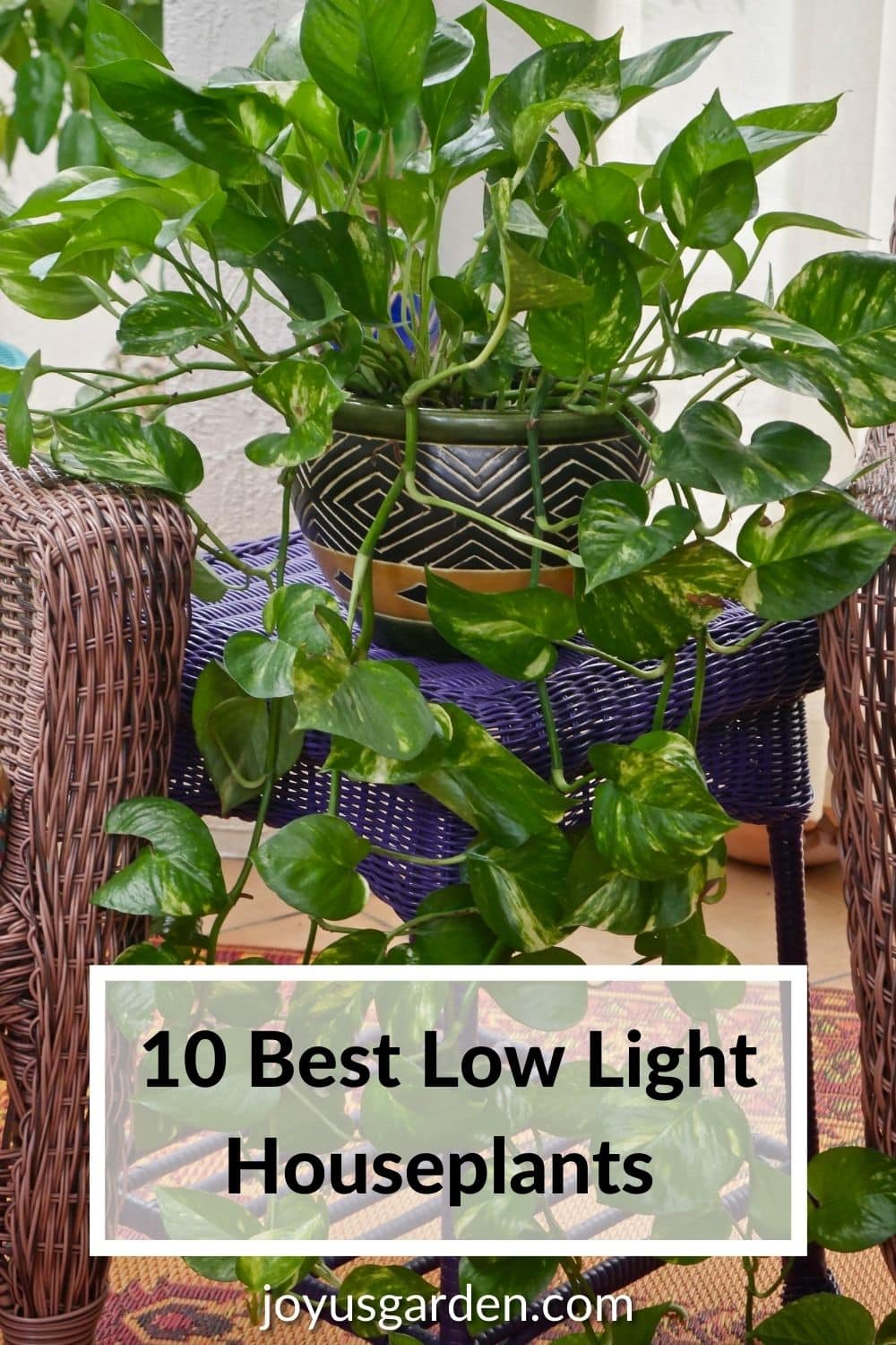 download free best low light indoor plants download free best low light indoor plants