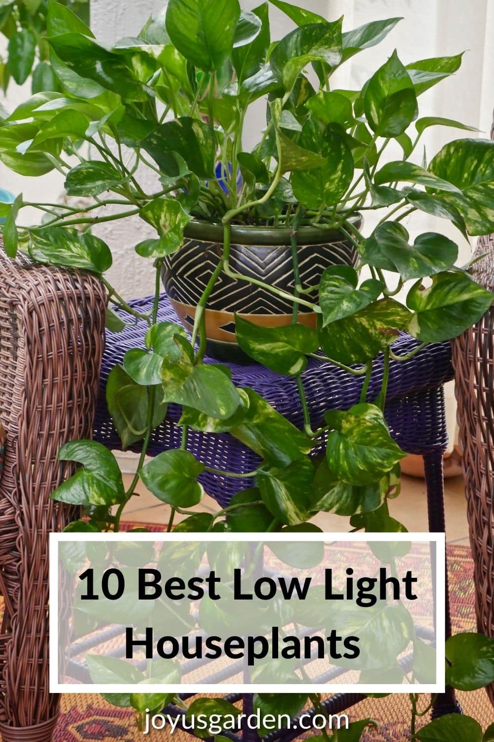 Best Low Light Indoor Plants: 10 Easy Care Houseplants