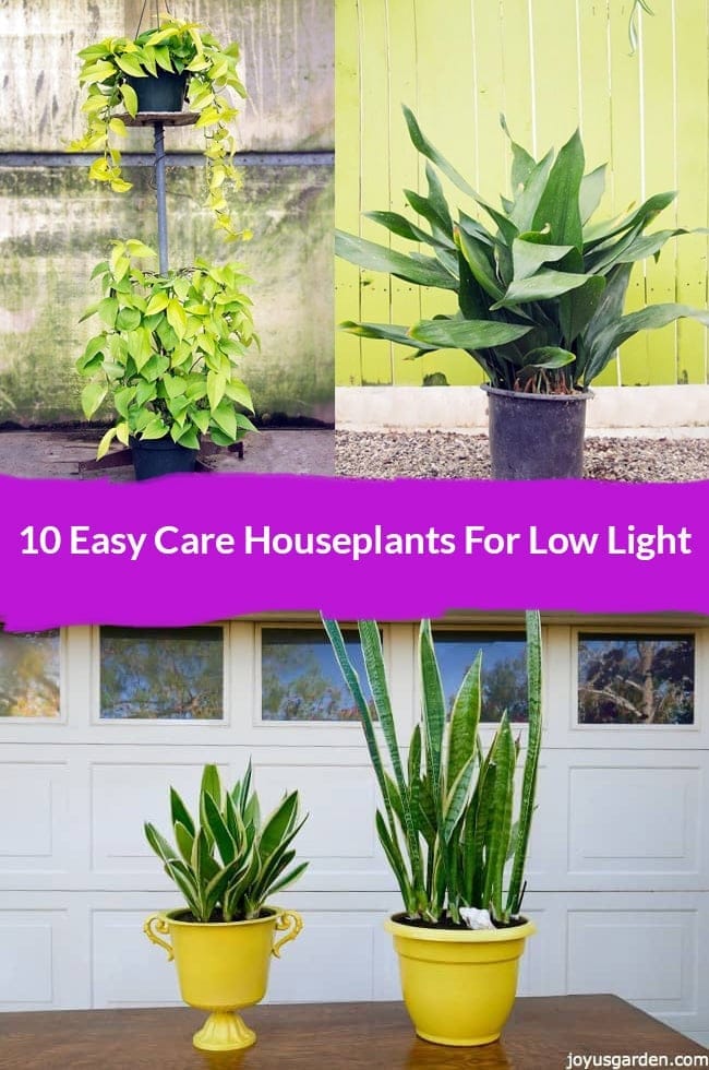 10 Easy Care Houseplants For Low Light