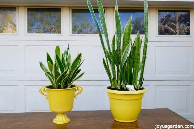 2 Snake Plants aka Sansevieras or Mother In Law Tongues are sitting on a work table in front of a garage door. Both are planted in bright yellow pots new