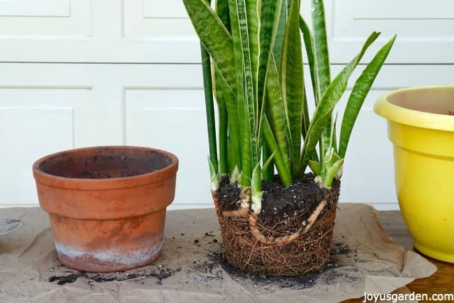 A tall Snake Plant sits on a work table with the rhizomes & roots exposed. A terra cotta pot sits to the left & a yellow pot to the right.