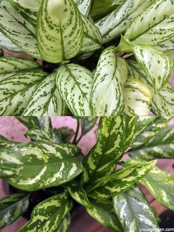 2 Aglaonemas with 2 different foliages 1 is much lighter than the other, they have big variegated leaves