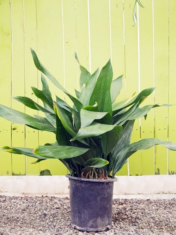 A large Cast Iron Plant; Aspidistra elatior with big dark pointy leaves against a chartreuse green background