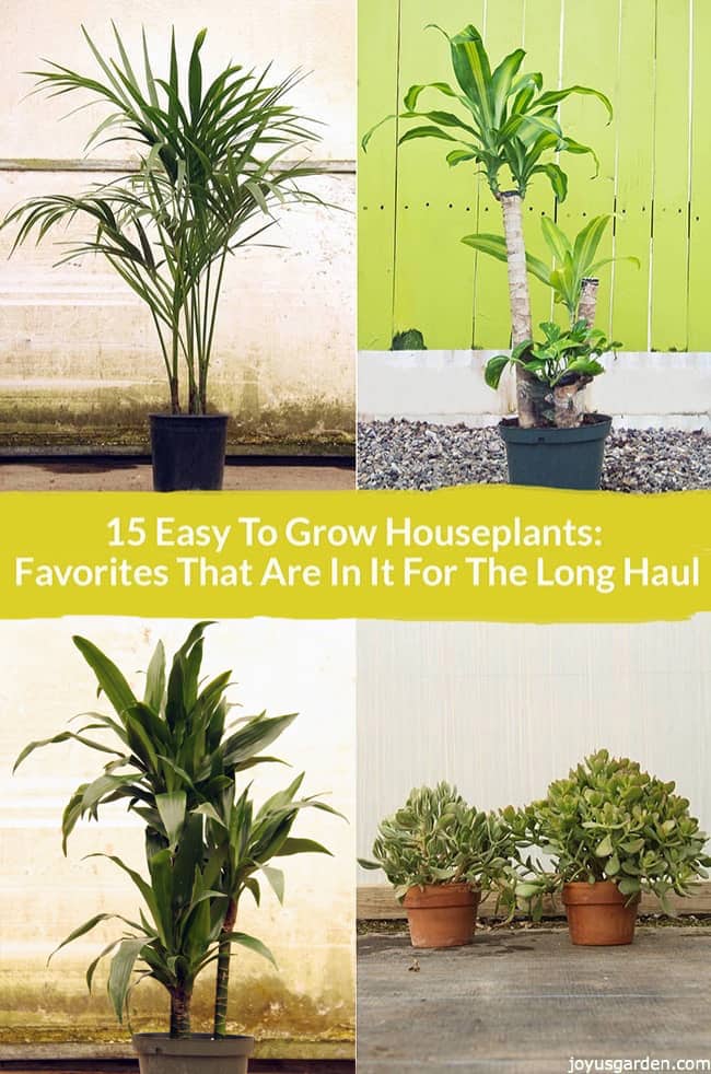 15 Easy Care  Houseplants for Beginners Joy Us Garden