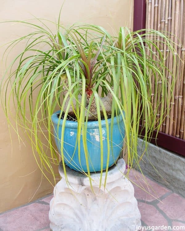 a three headed ponytail palm growing outdoors on in a beautiful turquoise pot on a concrete pedestal