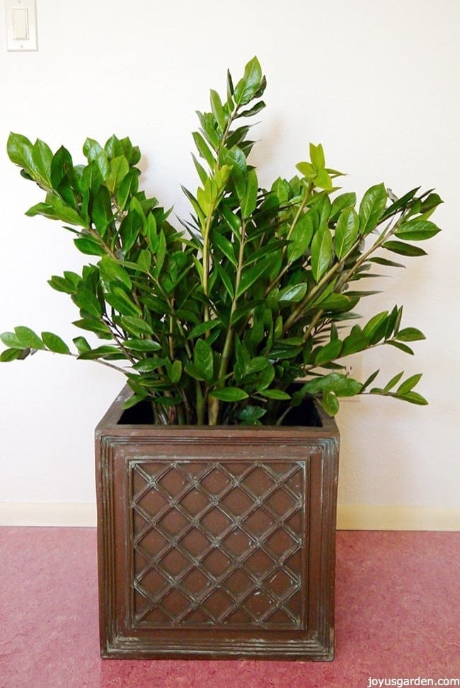 A large ZZ plant in a square pot, its leaves are glossy and shiney 