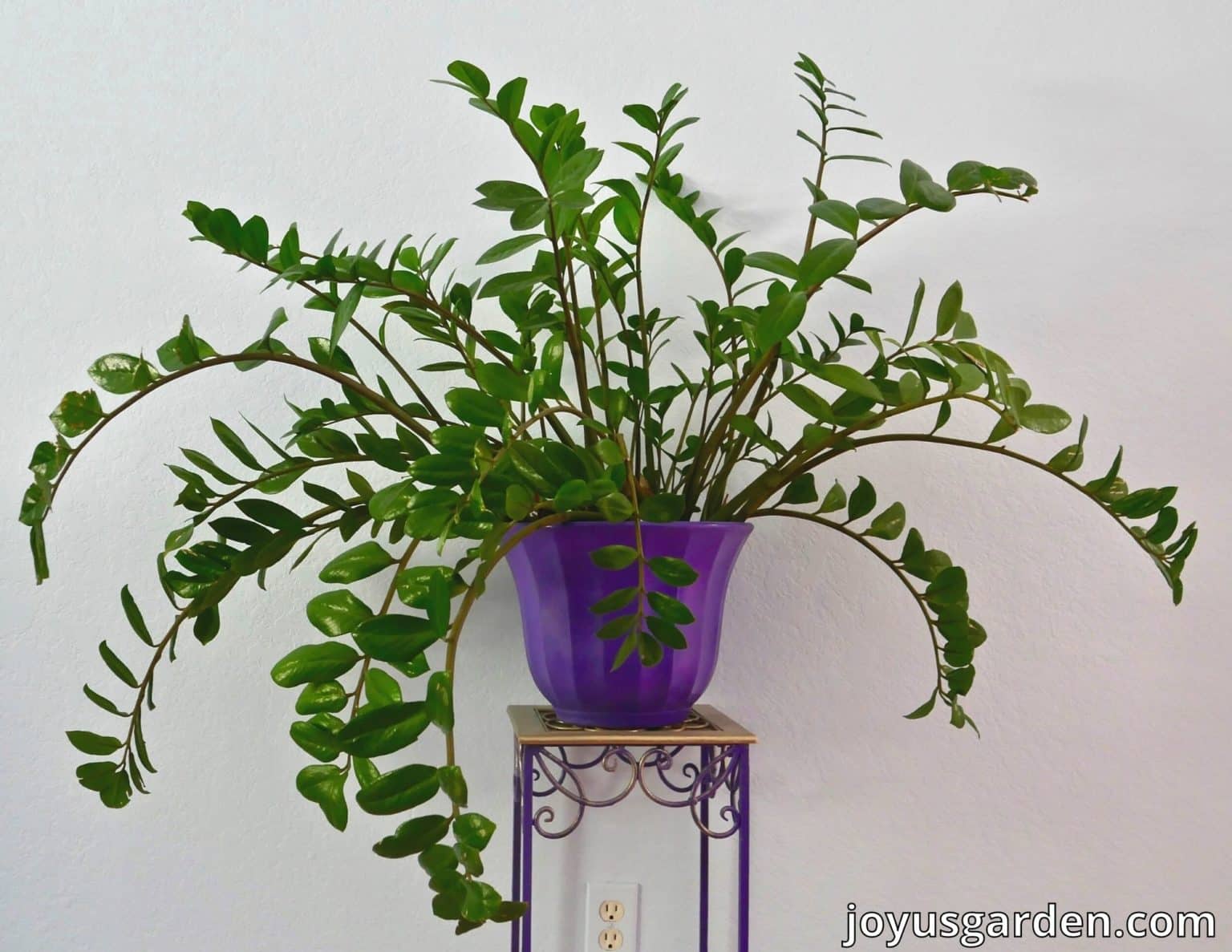 free download best low light indoor plants free download best low light indoor plants