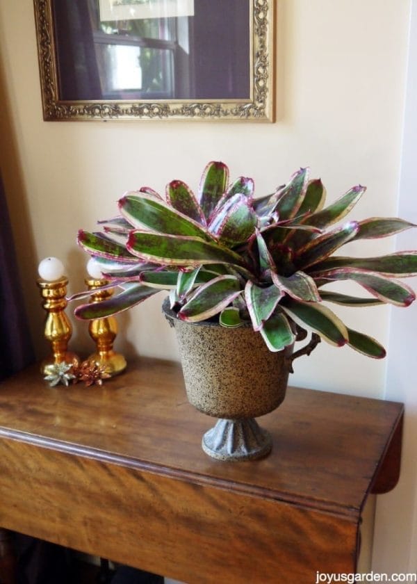 a neoregelia bromeliad in an urn container on top of a table close to a window