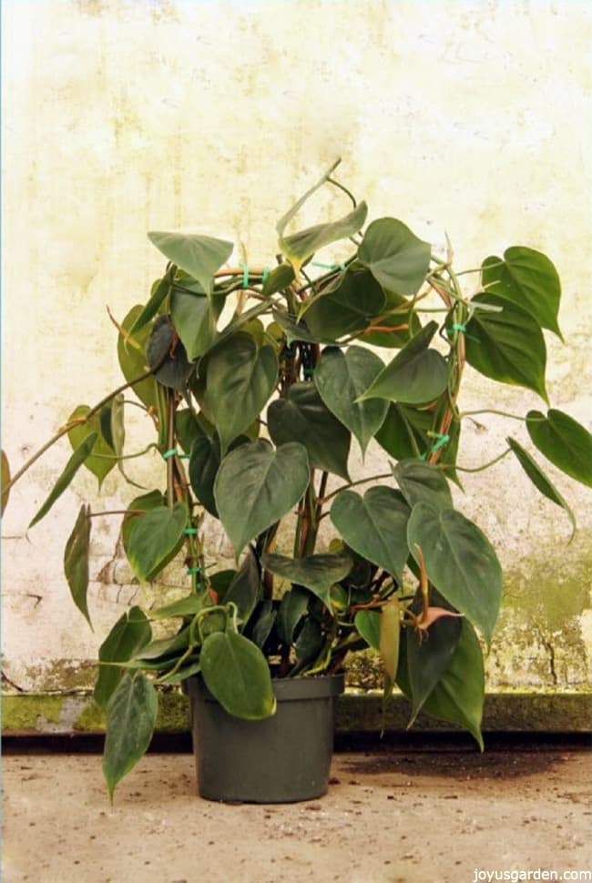 Medium Size Heartleaf Philodendron growing on a bamboo hoop against a rustic background