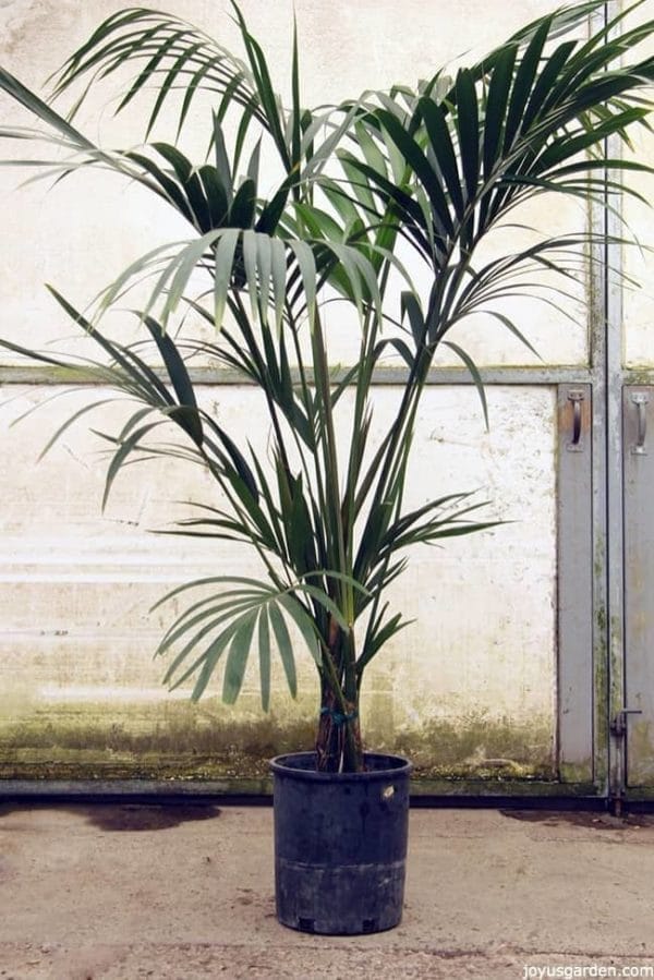 a five feet tall Kentia Palm with lots of fronds- the leaves are deep green & arching