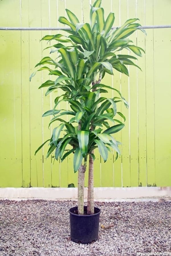 a five feet tall corn plant its leaves are long and variegated with chartreuse green the backdrop is a rustic light green color which accents the plant