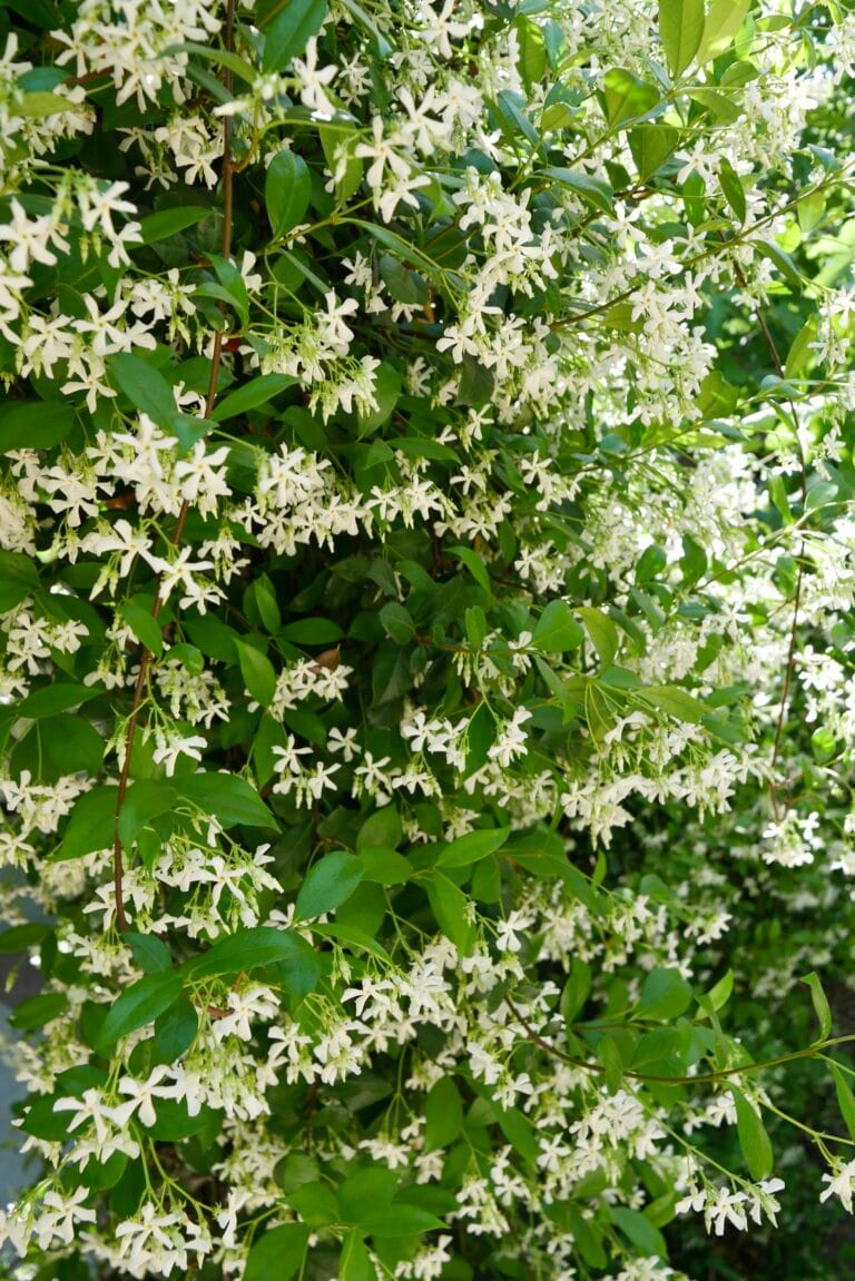 Star Jasmine in bloom with it's lovely white flowers.