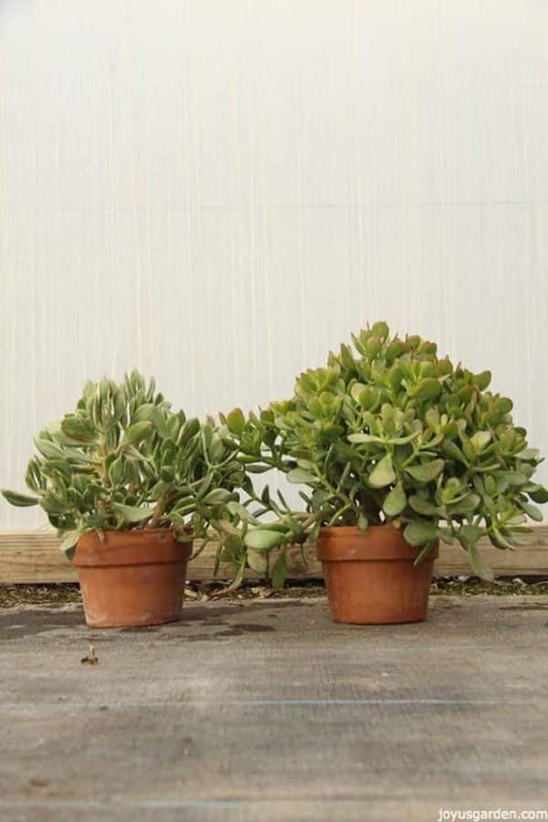 two Jade Plants planted in small terracota pots the plants look healthy and fleshy