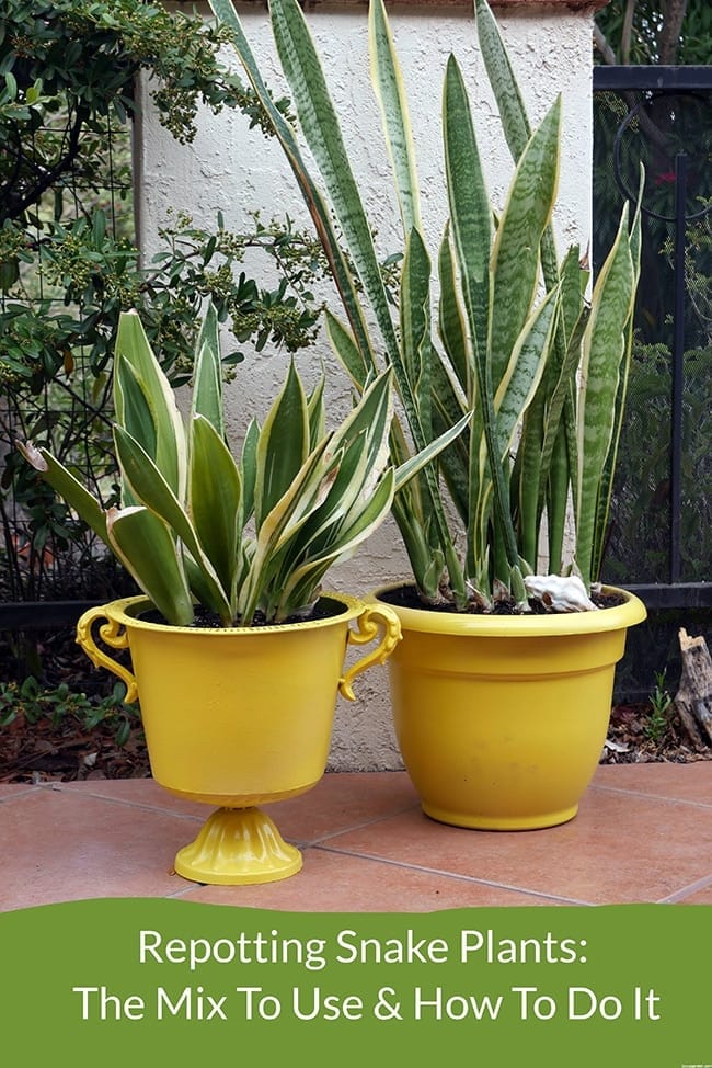 Repotting Snake Plants: The Mix To Use & How To Do It