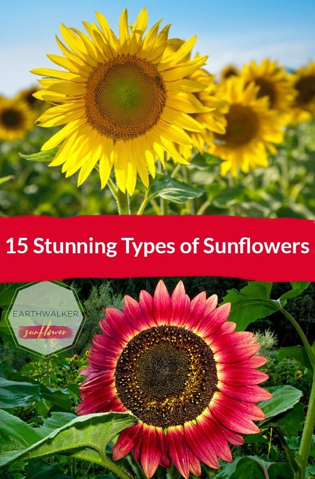 15 Stunning Types Of Sunflowers