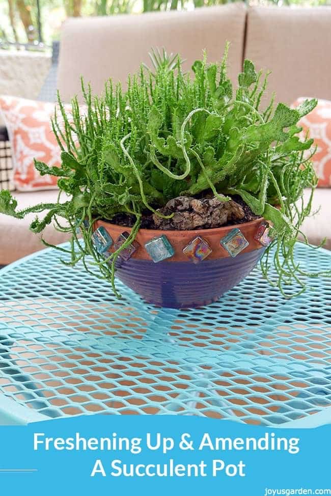 A succulent in a decorated pot on top of a teal coffee table the text below it reads Freshening Up and Amending A Succulent Pot_new