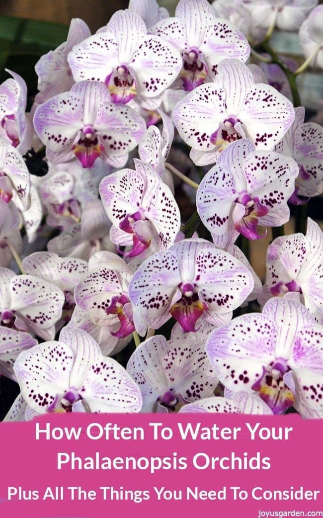 How Often To Water Your Phalaenopsis Orchids