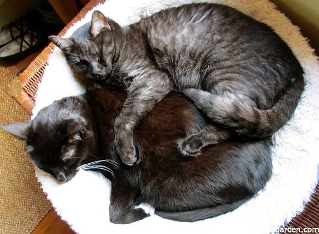 a black cat and a gray cat cuddling while they sleep