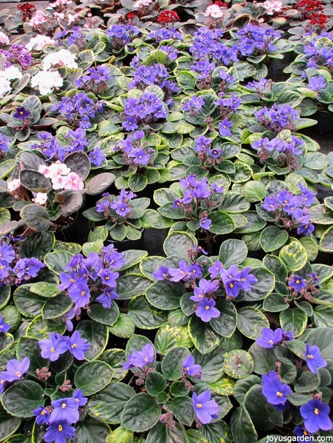 Lots of purple, pink & red african violets in full bloom in a greenhouse.