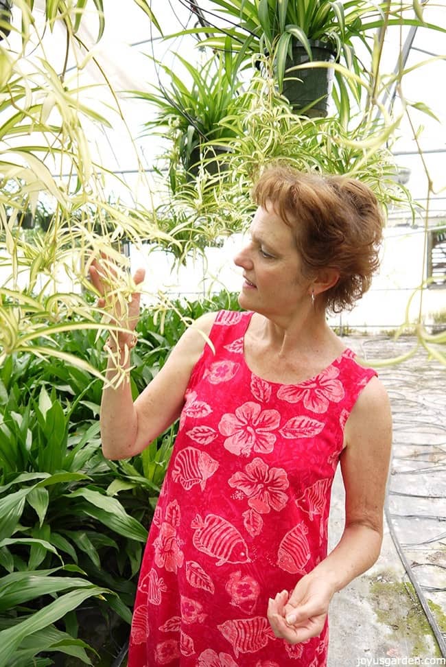 Nell Foster in a pink dress surrounded by spider plants & dracaenas in a greenhouse