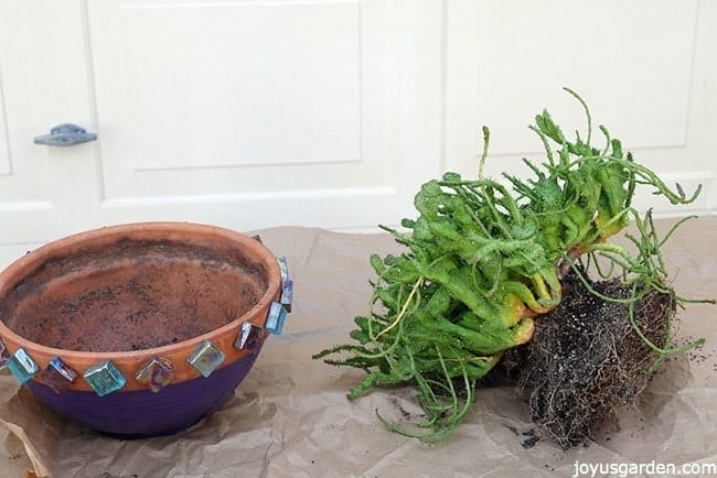 Succulent prepping to be repotted