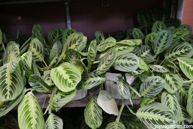 Prayer plants on a shelf in the greenhouse with beautifully patterned leaves.