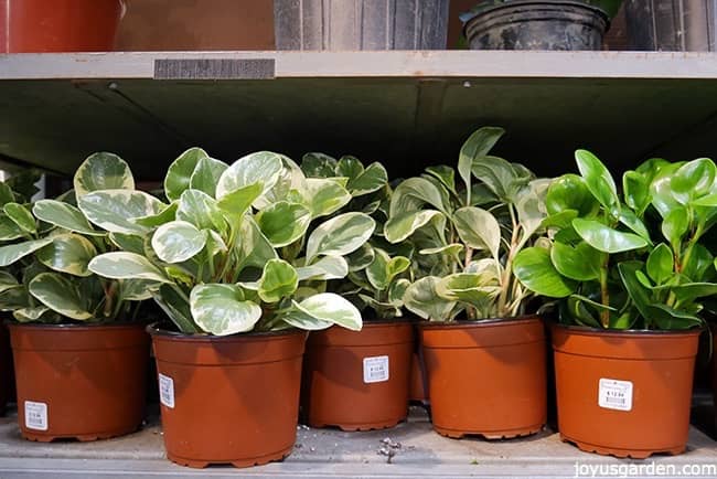 lots of Peperomias, some variegated, some plain green on a shelf