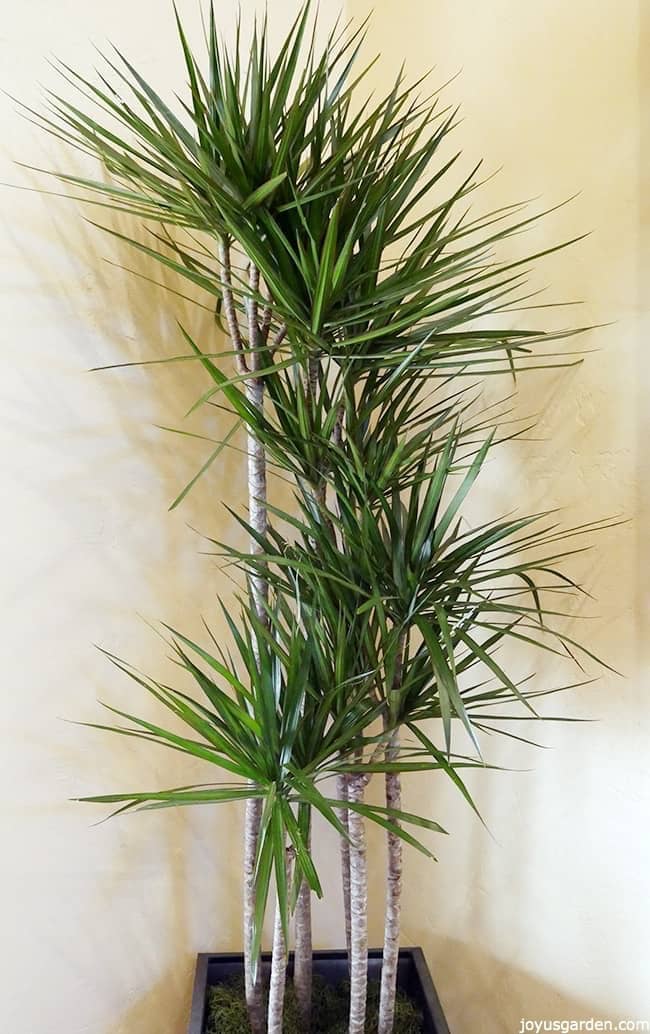 a large red edged dracanea marginata with 6 canes