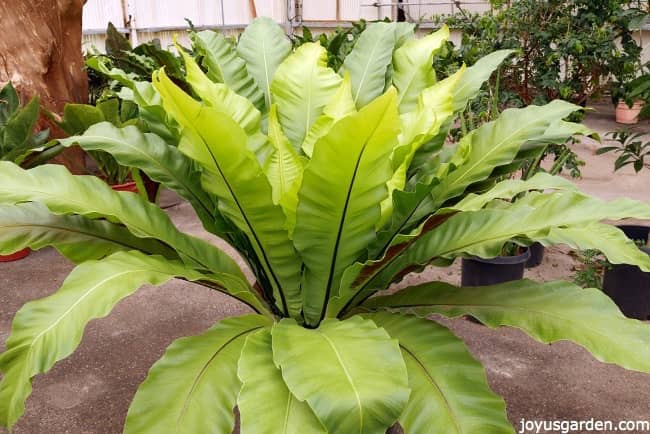 A large specimen birds nest fern in a greenhouse. 