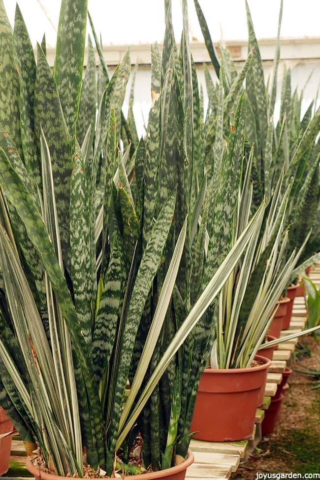 rows of snake plants in terra cotta colored plastic pots in a greenshouse