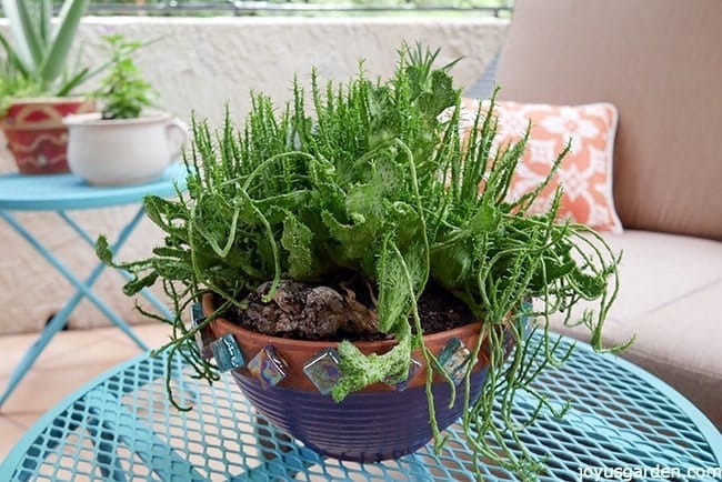 Here is the succulent thriving in the new pot