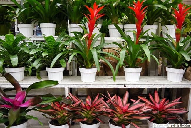 are bromeliad poisonous to dogs