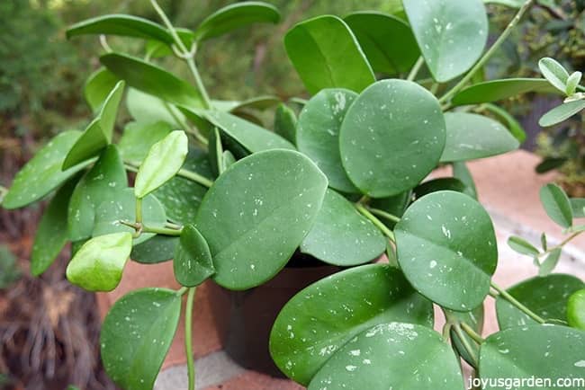 closeup of a dotted hoya obavata plant